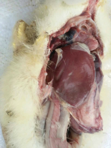 一例雏鹅黄曲霉毒素中毒继发浆膜