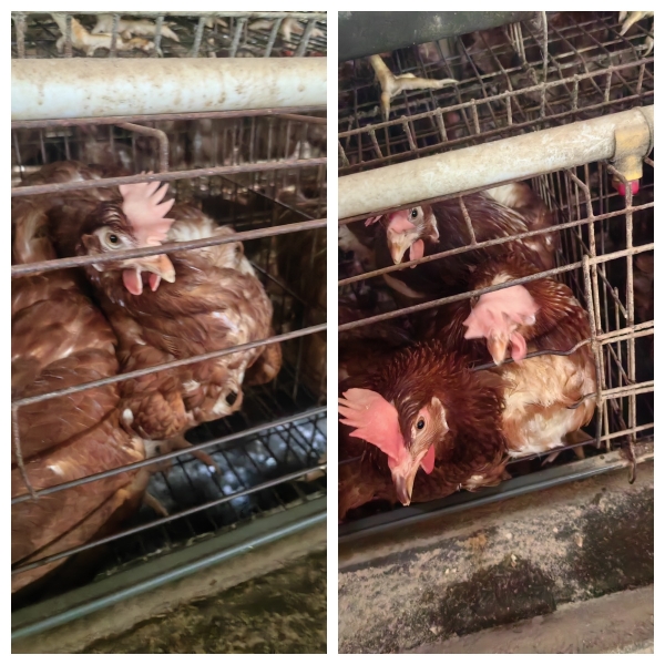 传染性贫血临床证治（转载分享）